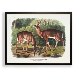 Audubon Woodland Deer Framed Art Print