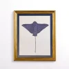 Blue Stingray Framed Art Print