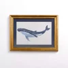 Blue Whale Framed Art Print