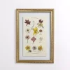 Botany Gold Framed Art Print