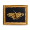 Gold Moth Framed Art Print