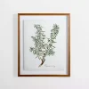 Golden Leaves Herbs Rosemary Framed Art Print