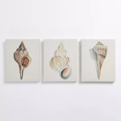 Neutral Seashells Canvas Art Prints, Set of 3