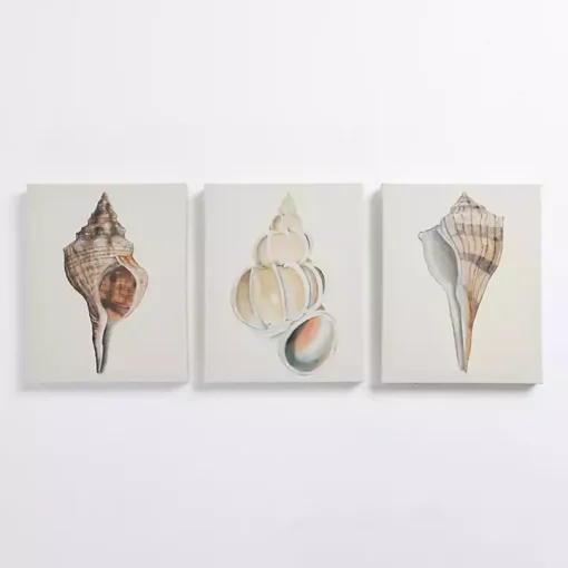 Neutral Seashells Canvas Art Prints, Set of 3