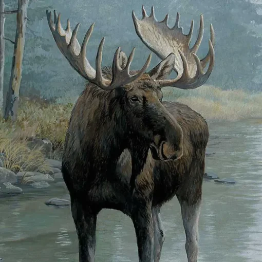 Quiet Water Moose Framed Canvas Art Print