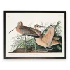 Vintage Great Marbled Godwit Framed Art Print