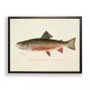 Vintage Male Book Trout Framed Art Print