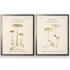 Vintage Mushrooms I Framed Art Prints, Set of 2