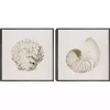 Vintage Shells Framed Canvas Art Prints, Set of 2