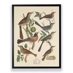 Vintage Thrush Birds Framed Art Print
