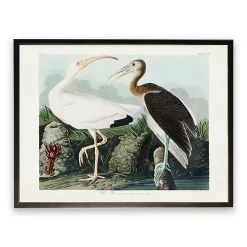 Vintage White Ibis Pair Framed Art Print