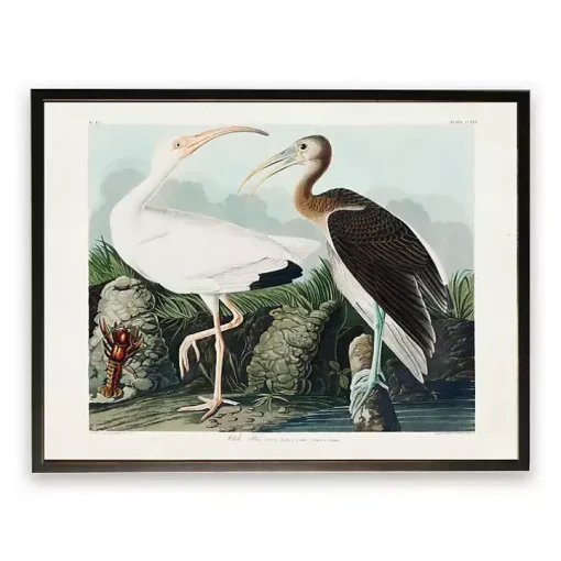 Vintage White Ibis Pair Framed Art Print