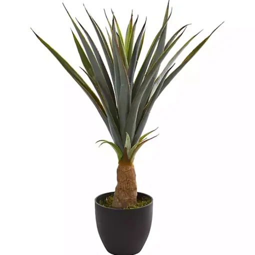 Agave in Planter, 30 in.