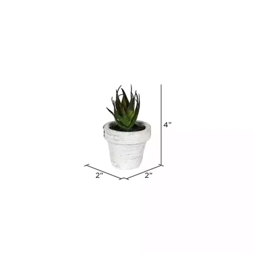 Assorted Potted Succulent Arrangements, Set of 6