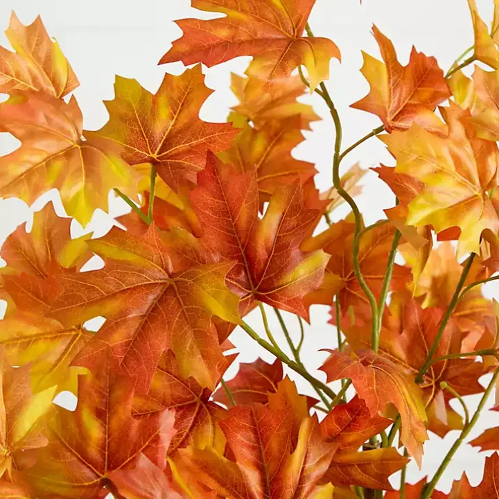 Autumn Maple Double Trunk Tree, 5 ft.