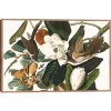 Black Billed Cuckoo Framed Canvas Art Print
