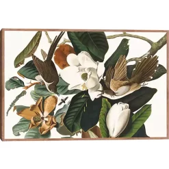 Black Billed Cuckoo Framed Canvas Art Print