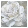 Bombshell Bloom II Canvas Art Print, 20x20 in.