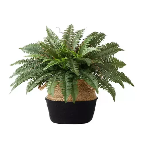 Boston Fern Arrangement in Woven Basket DIY Kit