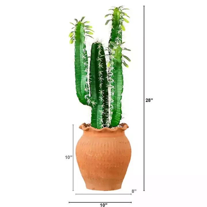 Cactus in Terracotta Planter