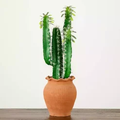 Cactus in Terracotta Planter