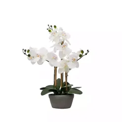 Desktop Orchid Arrangement in Gray Planter