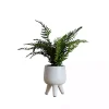 Desktop Palm Plant in White Planter