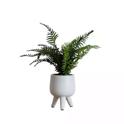 Desktop Palm Plant in White Planter