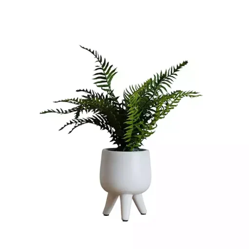 Desktop Palm Plant in White Planter