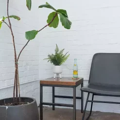 Desktop Palm Plant in White Planter
