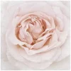 Dewdrop Rose Canvas Art Print