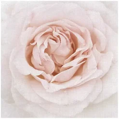 Dewdrop Rose Canvas Art Print