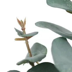 Eucalyptus Sprays, Set of 3