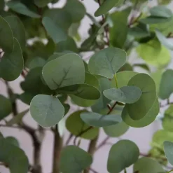 Eucalyptus Tree in White Planter, 6 ft.