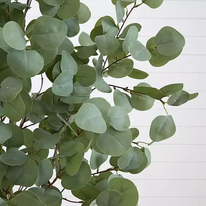 Eucalyptus Tree in White Planter, 6 ft.
