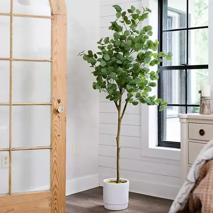 Eucalyptus Tree in White Planter, 6 ft.