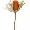 Fall Dried Jumbo Banksia Stems, Set of 3