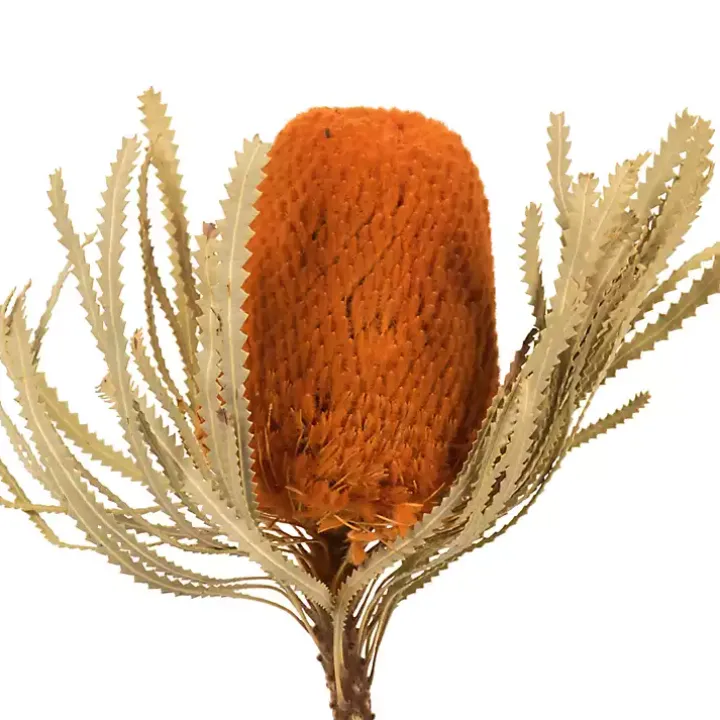 Fall Dried Jumbo Banksia Stems, Set of 3