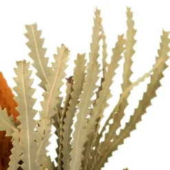 Fall Dried Jumbo Banksia Stems, Set of 3