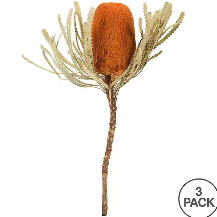 Fall Dried Jumbo Banksia Stems, Set of 3
