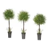Feather Fern Topiaries, Set of 3