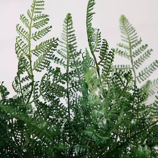 Fern Arrangement in Textured Glass Vase