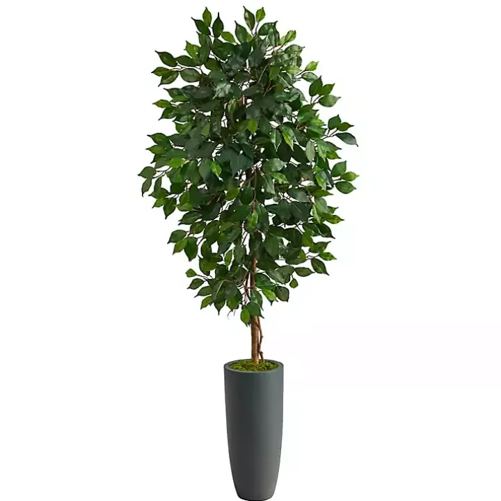 Ficus Tree in Gray Oblong Planter, 60 in.