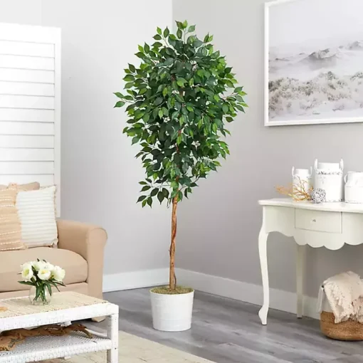Ficus Tree with Moss in White Tin Planter