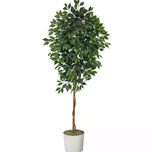 Ficus Tree with Moss in White Tin Planter