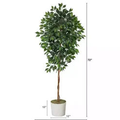 Ficus Tree with Moss in White Tin Planter