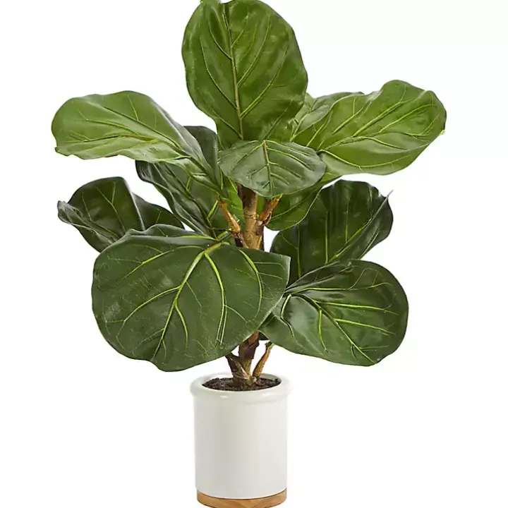 Fiddle Leaf Fig in White Ceramic Planter, 21 in.