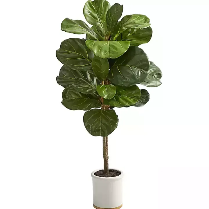 Fiddle Leaf Fig in White Ceramic Planter, 42 in.