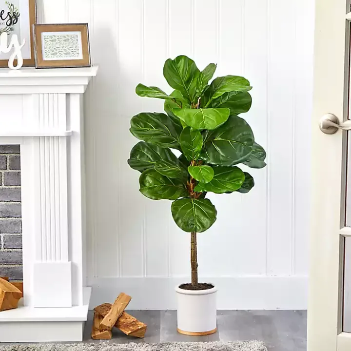 Fiddle Leaf Fig in White Ceramic Planter, 42 in.