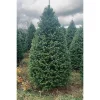 7 ft. Fresh Cut Balsam Fir Christmas Tree